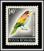 European Bee-eater (Merops apiaster)