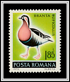 Red-breasted Goose (Branta ruficollis)