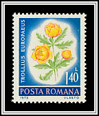 Globe Flower (Trollius europaeus)
