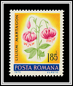 Common Turk's Cap Lily (Lilium martagon)