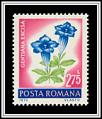 Trumpet Gentian (Gentiana excisa)