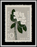 White Daphne (Daphne blagayana)