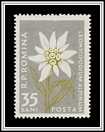 Edelweiss (Leontopodium alpinum)