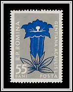 Stemless Gentian (Gentiana clusii)
