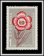 King's Stone Carnation (Dianthus collinus)