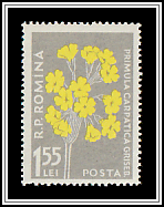 Tall Cowslip (Primula elatior)