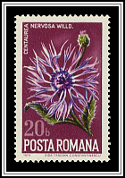 Centaurea Nervosa