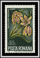 Fritillaria Montana