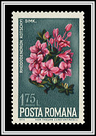 Rhododendron Kotschyi