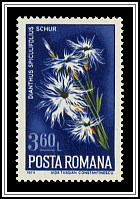 Dianthus Spiculifolius