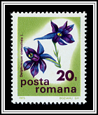 Delphinium Consolida