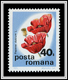 Papaver Dubium
