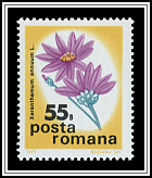 Xeranthemum Annuum