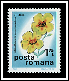 Helianthemum Nummularium