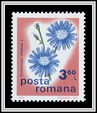 Cichorium Intybus