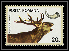 Cervus Elaphus