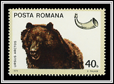 Ursus Arctos