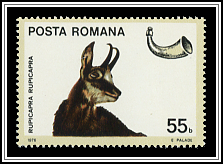Rupicapra Rupicapra
