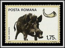 Sus Scrofa