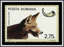 Canis Vulpes