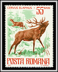 Red Deer (Cervus elaphus)