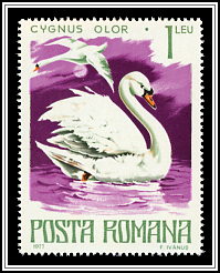 Mute Swan (Cygnus olor)