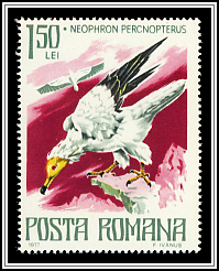 Egyptian Vulture (Neophron percnopterus)