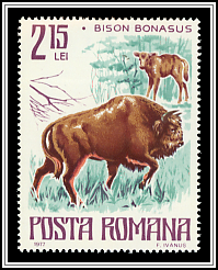 European Bison (Bison bonasus)