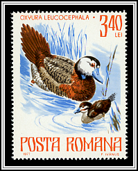 White-headed Duck (Oxyura leucocephala)