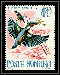 Common Kingfisher (Alcedo atthis)