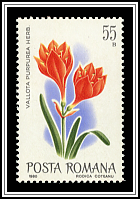 Amaryllis