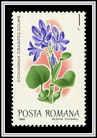 Water Hyacinth