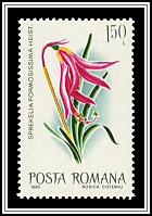 Aztec Lily