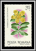 Great St. John's Wort