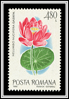 Indian Lotus