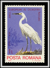 Great White Heron