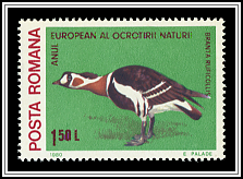 Red-Breasted Goose