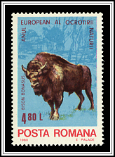 European Bison