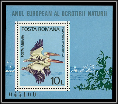 Pelicans