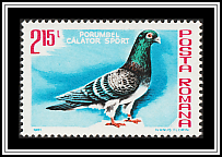 Porumbel Călător Sport