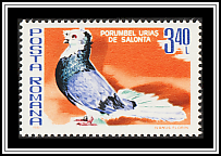 Huge Salonta Pigeon