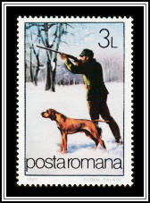 Hunting Dog