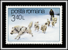 Dog Sled & Team