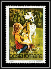Dalmation