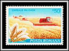 Wheat Farm and Combine Harvesters