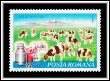 Dairy Cows and Milking Machine