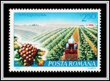 Soil Cultivation in Viticulture