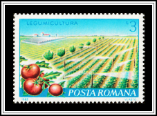 Tomatoes and Irrigation System