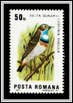 Bluethroat (Luscinia svecica)