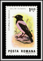 Rosy Starling (Sturnus roseus)